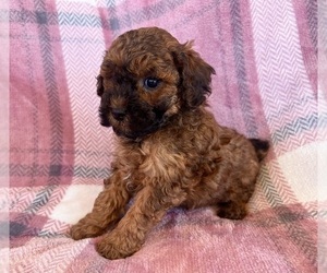 Poodle (Toy) Puppy for sale in Lexington, NC, USA