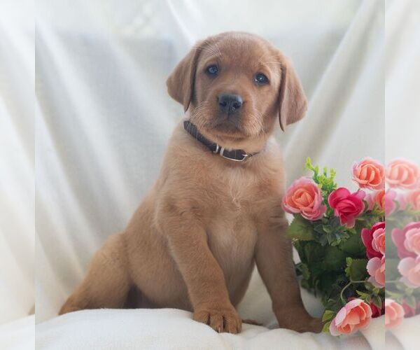 Medium Photo #5 Labrador Retriever Puppy For Sale in GREEN PARK, PA, USA
