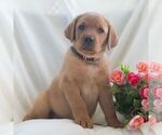 Small #4 Labrador Retriever
