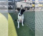 Small Pointer Mix