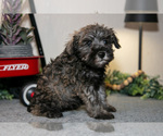 Small #1 Schnauzer (Miniature)