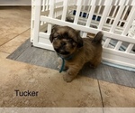 Small #17 Shih Apso