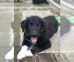 Small Photo #4 Border Collie-Golden Retriever Mix Puppy For Sale in OVERLAND PARK, KS, USA