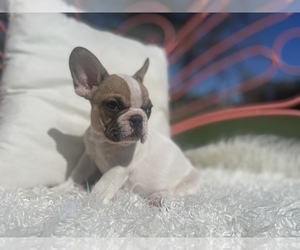 French Bulldog Puppy for sale in STAR, NC, USA