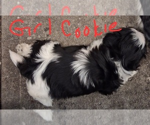 Shih Tzu Puppy for sale in INDIANAPOLIS, IN, USA