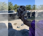 Small Photo #7 English Bulldog Puppy For Sale in OCOEE, FL, USA