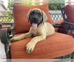 Puppy 5 Mastiff