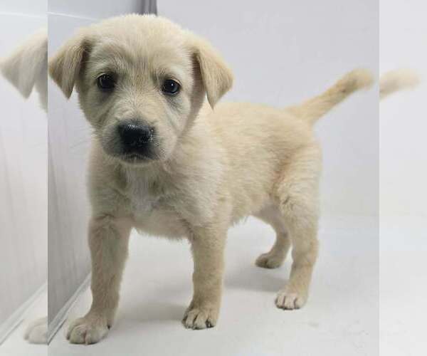 Medium Photo #3 Labrador Retriever-Unknown Mix Puppy For Sale in Brewster, NY, USA