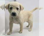 Small #2 Labrador Retriever Mix