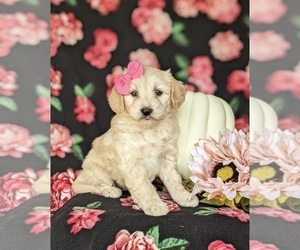 Pookimo Puppy for sale in NEW PROVIDENCE, PA, USA