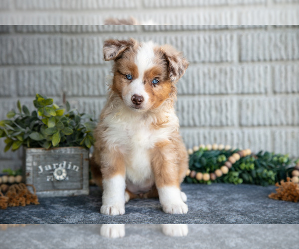 Medium Photo #1 Miniature Australian Shepherd Puppy For Sale in BALTIC, OH, USA