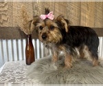 Small #7 Yorkshire Terrier