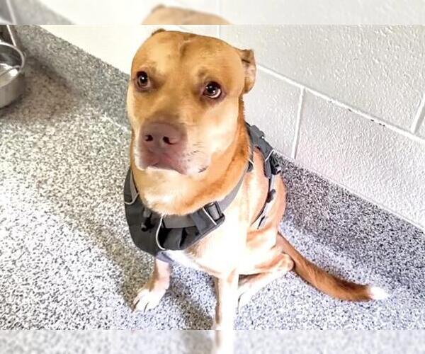 Medium Photo #1 American Pit Bull Terrier Puppy For Sale in Houston, TX, USA