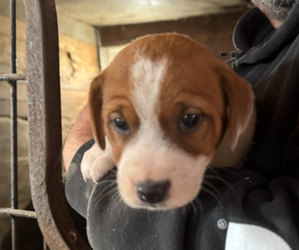 Jack Russell Terrier Puppy for sale in MIDDLEBORO, MA, USA