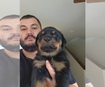 Puppy Charizard Rottweiler