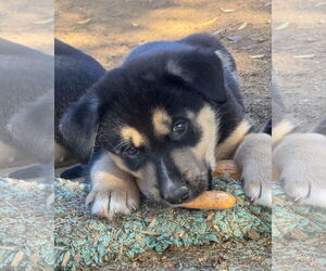 Gerberian Shepsky Dogs for adoption in Corona, CA, USA