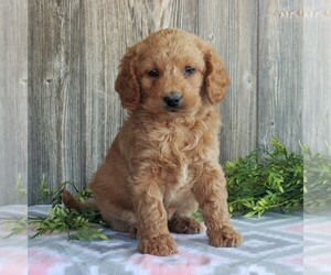 Goldendoodle-Poodle (Miniature) Mix Puppy for sale in HONEY BROOK, PA, USA