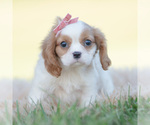 Puppy Strawberry Cavalier King Charles Spaniel