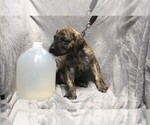Small Photo #1 Great Dane Puppy For Sale in STURTEVANT, WI, USA
