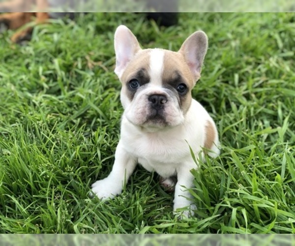 Medium Photo #1 French Bulldog Puppy For Sale in DALLAS, TX, USA