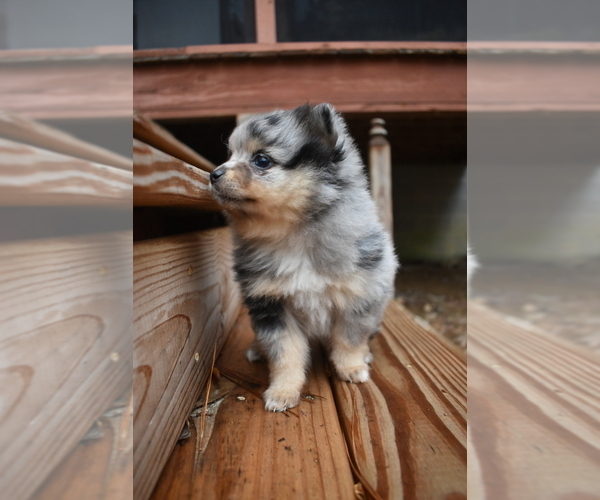 Medium Photo #10 Pomeranian Puppy For Sale in DINWIDDIE, VA, USA