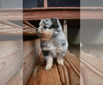 Small Photo #10 Pomeranian Puppy For Sale in DINWIDDIE, VA, USA