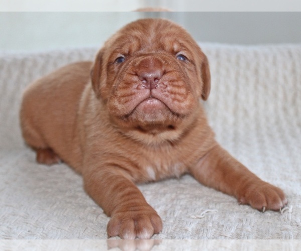 Medium Photo #5 Dogue de Bordeaux Puppy For Sale in ANDOVER, CT, USA