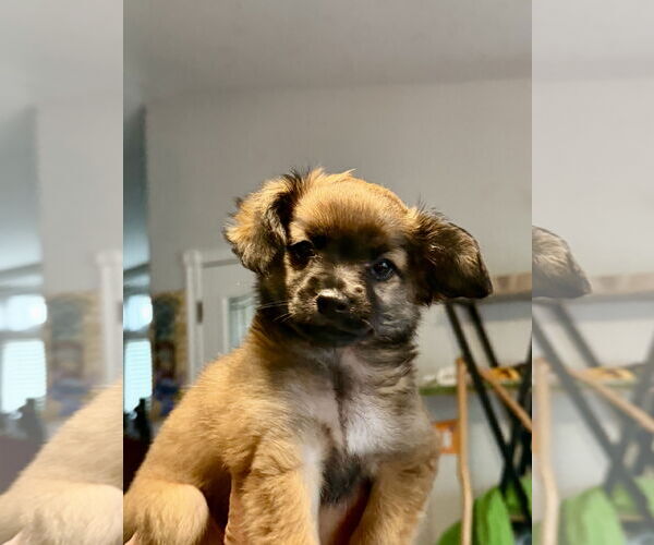 Medium Photo #4 Chiranian Puppy For Sale in San Francisco, CA, USA