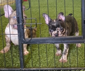 French Bulldog Puppy for sale in MORENO VALLEY, CA, USA
