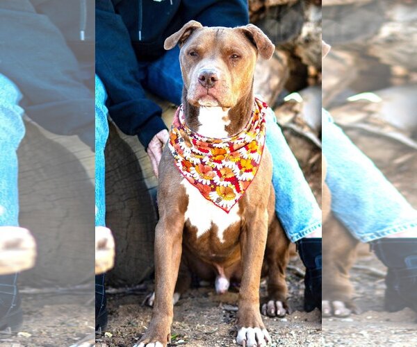 Medium Photo #1 American Pit Bull Terrier-Unknown Mix Puppy For Sale in  Ramona, CA, USA