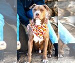 Small American Pit Bull Terrier Mix