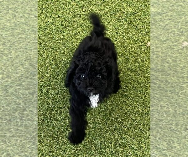 Medium Photo #1 Poodle (Miniature) Puppy For Sale in BERKLEY, MI, USA