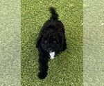Image preview for Ad Listing. Nickname: Nero