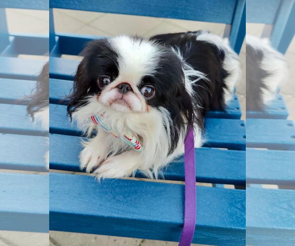 Medium Photo #2 Japanese Chin Puppy For Sale in St. Louis Park, MN, USA