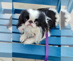 Small #1 Japanese Chin