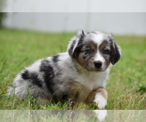 Miniature Australian Shepherd Puppy for sale in PALM COAST, FL, USA