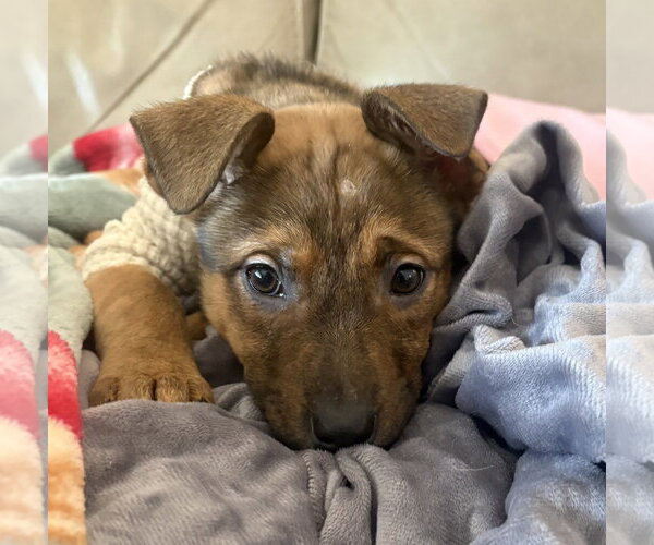 Medium Photo #8 Mutt Puppy For Sale in Brooklyn Center, MN, USA