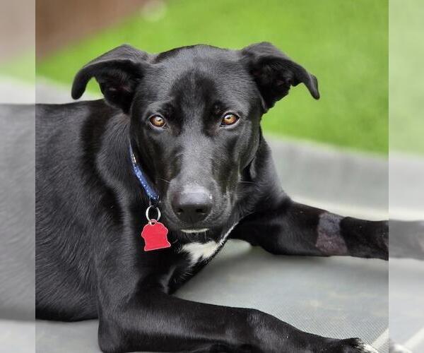 Medium Photo #1 Labrador Retriever-Unknown Mix Puppy For Sale in San Diego, CA, USA