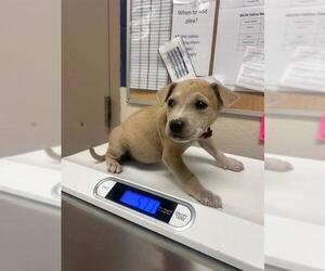 American Pit Bull Terrier Dogs for adoption in Conroe, TX, USA