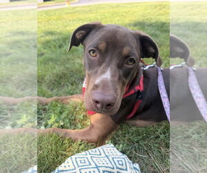 Della *LOCAL* - Female Labrador Retriever-Unknown Mix Dog for Adoption - Photo #4