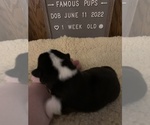 Small Photo #10 Welsh Cardigan Corgi Puppy For Sale in SUN PRAIRIE, WI, USA