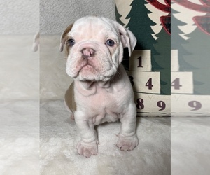 English Bulldog Puppy for sale in JOHNS ISLAND, SC, USA