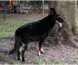 Mother of the German Shepherd Dog puppies born on 04/14/2023