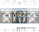 Small #8 Cavalier King Charles Spaniel