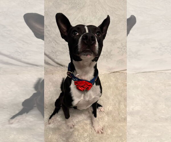 Medium Photo #4 American Pit Bull Terrier-Unknown Mix Puppy For Sale in Germantown, OH, USA