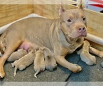 Small Photo #18 American Pit Bull Terrier Puppy For Sale in PALM BCH GDNS, FL, USA