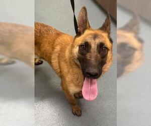 German Shepherd Dog-Unknown Mix Dogs for adoption in Baytown, TX, USA