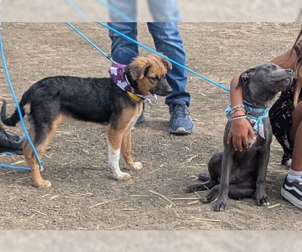 Medium Photo #4 Mutt Puppy For Sale in Ventura, CA, USA