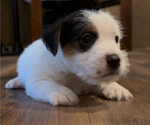 Puppy Brutus Jack Russell Terrier