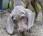 Small Photo #1 Weimaraner Puppy For Sale in BLOOMINGTON, IN, USA